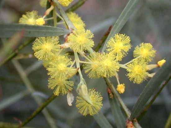 [Acacia.iteaphylla.[3].jpg]