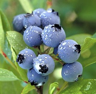 [Blueberries[4].jpg]