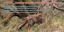 AWD-Bossie AmsterdamseWaterleidingDuinen