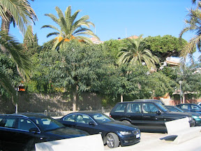 [Image: Palm%20trees%20001%20-%20Arenys%20de%20M...rge%29.jpg]