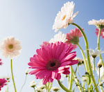 Daisies_33564437.jpg