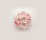 Chrysanthemum_33563461.jpg