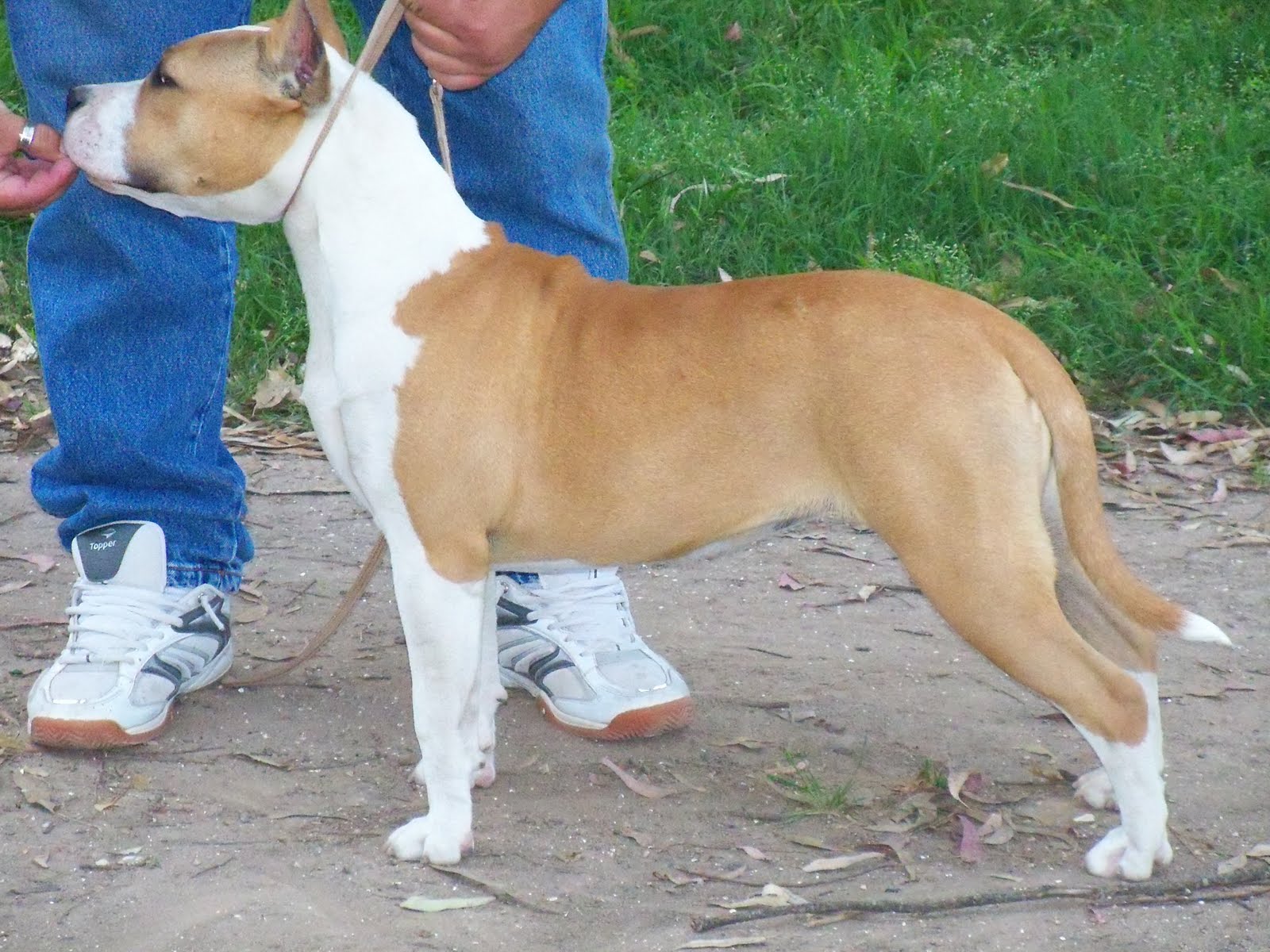 THE IRIARTE KENNEL: FAMILIA IRIARTE