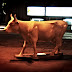 vaca-01.jpg