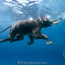 Indian elephant swimming underwater, India. Elephas maximus