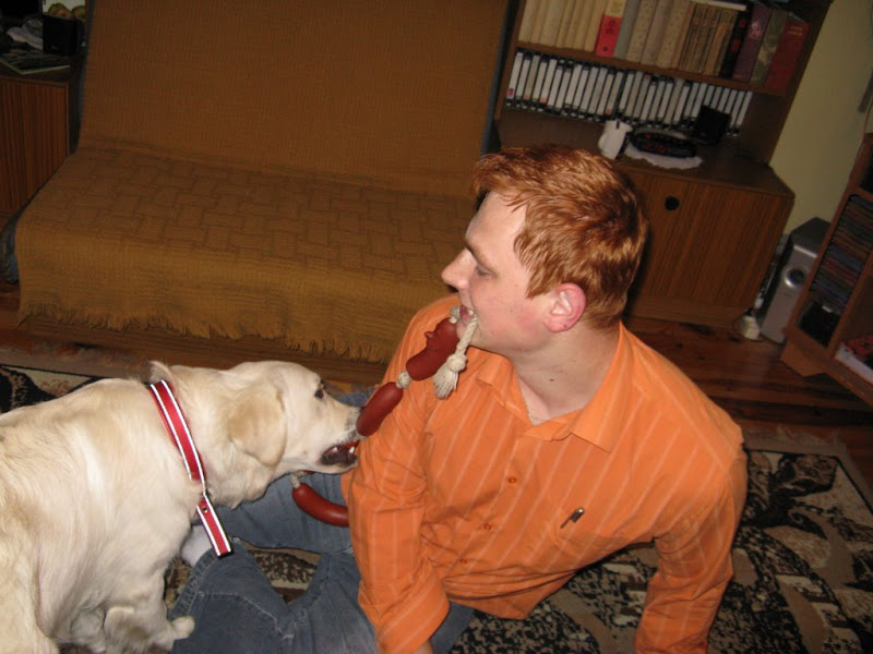 Golden Retriver przeciąga się z tatą