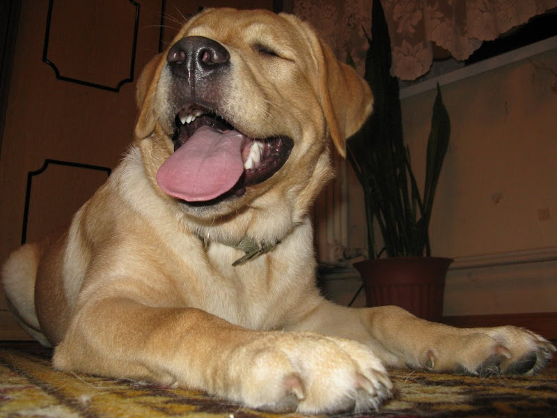 Labrador Retriever złoty