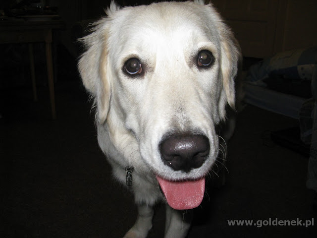 Zdezorientowany golden