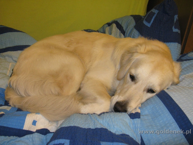Cieczka Golden Retriever