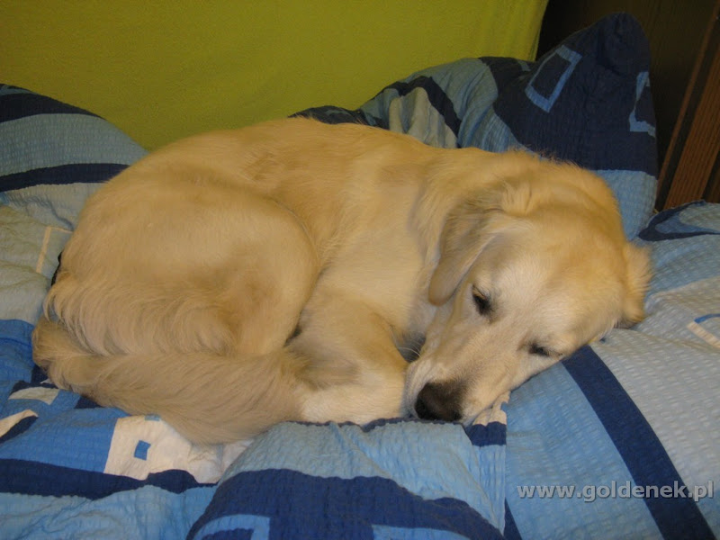 Golden Retriever w smutku