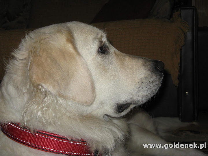 Golden retriver patrzy Golden retriver patrzy