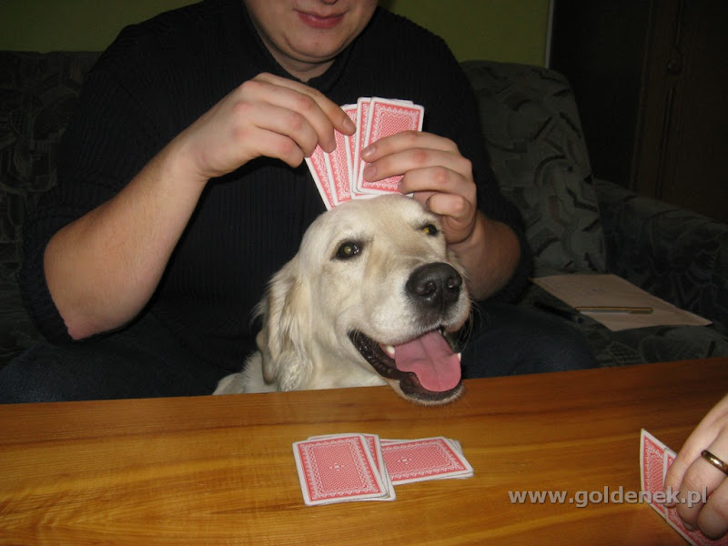 Golden Retriver i karty do gry