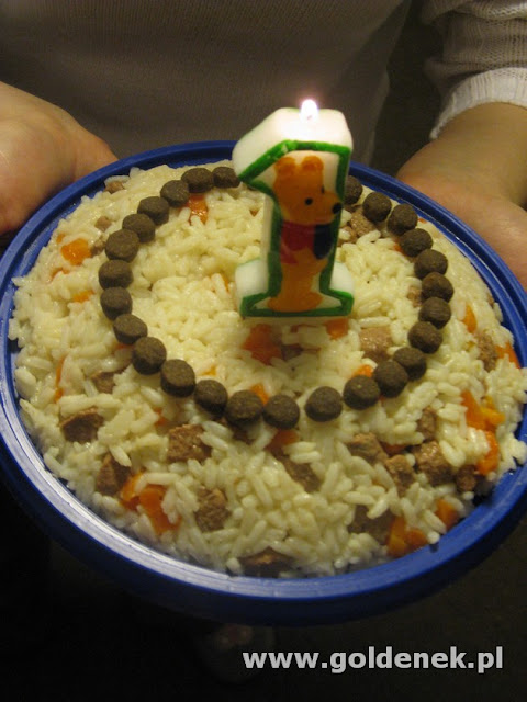 Tort Golden Retriever