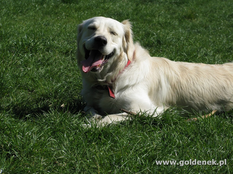 Golden Retriever całkiem nieuzależany