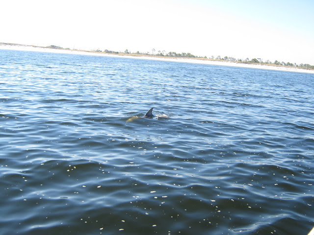 dolphin