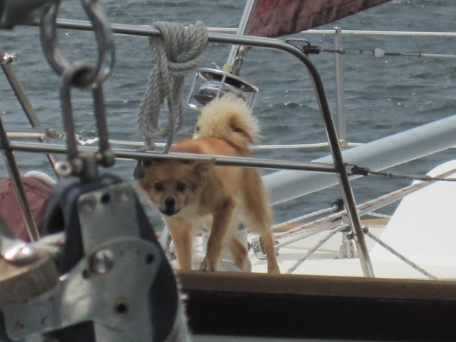 doggie