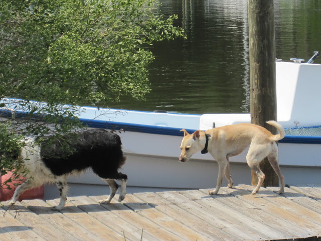 dogs
