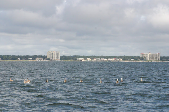 pelicans