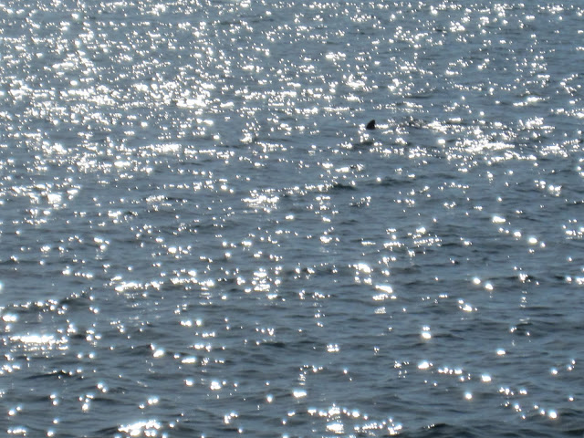 dolphin