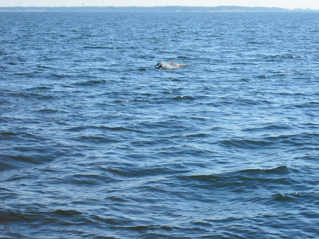 dolphin