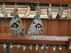 Costa Rica, Spring Break, 2007 268.jpg