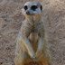 2008 Sydney Taronga zoo 0094.jpg