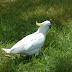 2008 Sydney Australie 0090.JPG