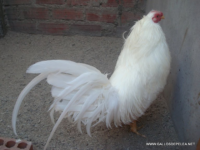gallo trifino pedraglio