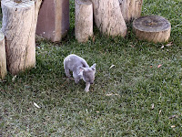 Koala_1.jpg