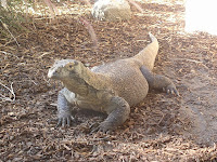 Komodo_Dragon_2.jpg