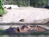 Hippos_1.jpg