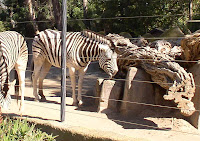 Zebras_1.jpg