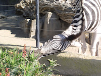 Zebras_2.jpg