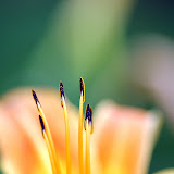 Macro
