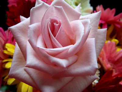http://lh5.ggpht.com/_w4MdSE7wWpI/S7CX5jC2i-I/AAAAAAAAA1Q/ud68cfx667w/s800/4569rosa1.jpg