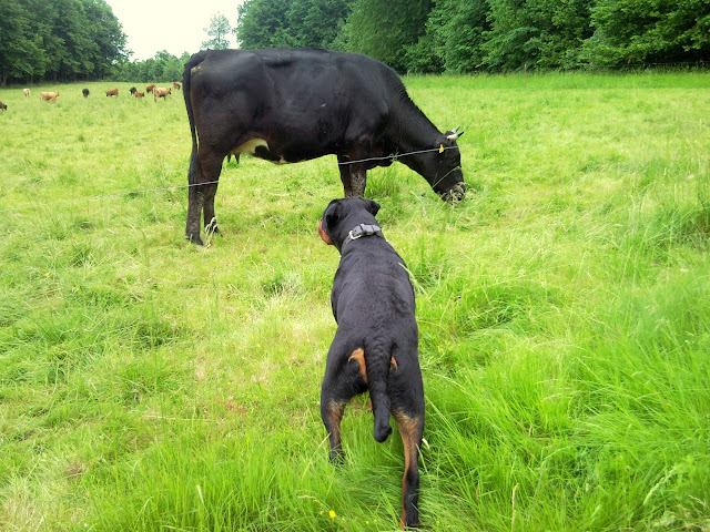 Ciekawski rottweiler i krowy