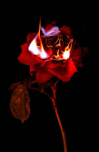 Quiero ser parte de ti Rosa+de+foc