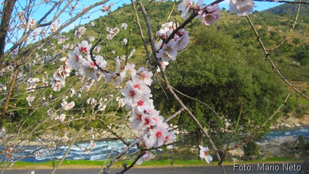 Sabor rio selvagem cheio de encanto e beleza com petalas de flor de amendoeira em tom de despedida