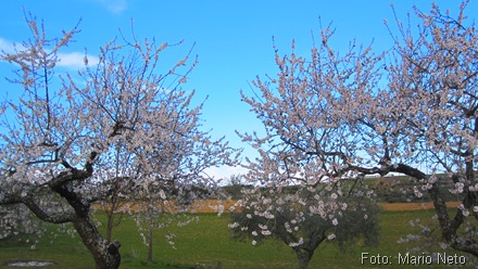 Amendoeiras em flor 