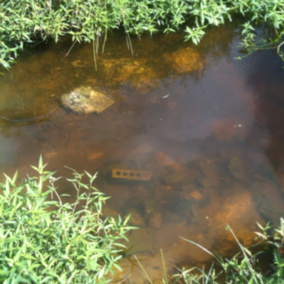 Spotting Image 1