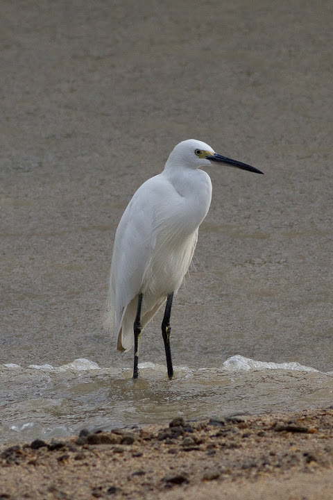 IMAGE: http://lh5.ggpht.com/_w9jT_GnjZSc/TJD2IKM0TrI/AAAAAAAABfU/mPXeM6DI_6s/s720/_MG_0144.jpg