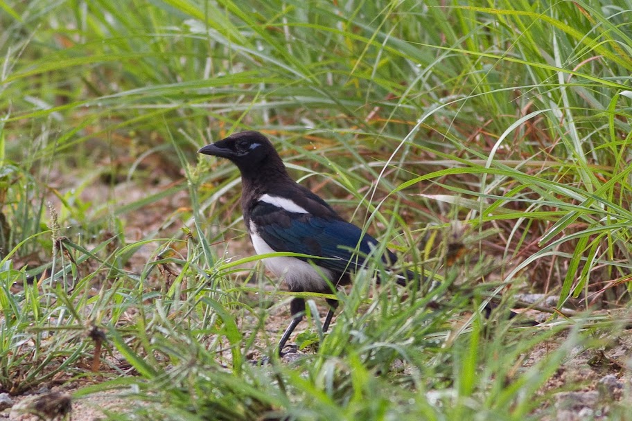 IMAGE: http://lh5.ggpht.com/_w9jT_GnjZSc/TJD2JZWLmDI/AAAAAAAABfY/xUm79erotlM/s912/_MG_0154.jpg