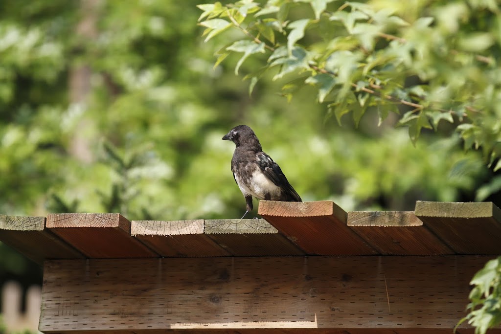 IMAGE: http://lh5.ggpht.com/_w9jT_GnjZSc/TJJwQyhT_YI/AAAAAAAABf0/hiBh4G1lfDY/s1024/_MG_0302.JPG