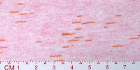 STAR 0052A