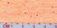COOL-0008 (Bleached by buyer)