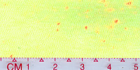 COOL-0024 (Bleached by buyer)