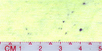 COOL-0025 (Bleached by buyer)