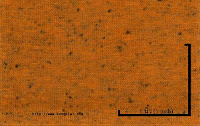 NEP-0124U<br />
(OrangeKK047-Black1x0)