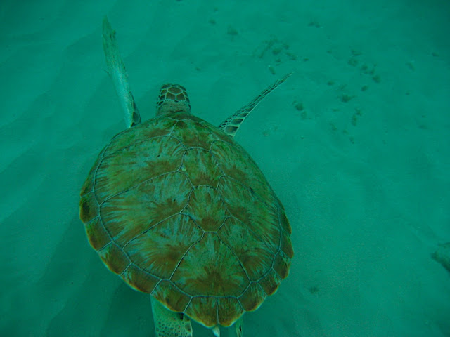 Tortue
