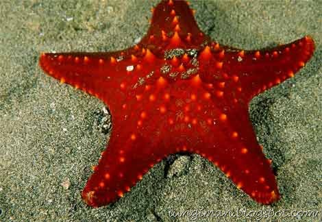 [starfish[2].jpg]